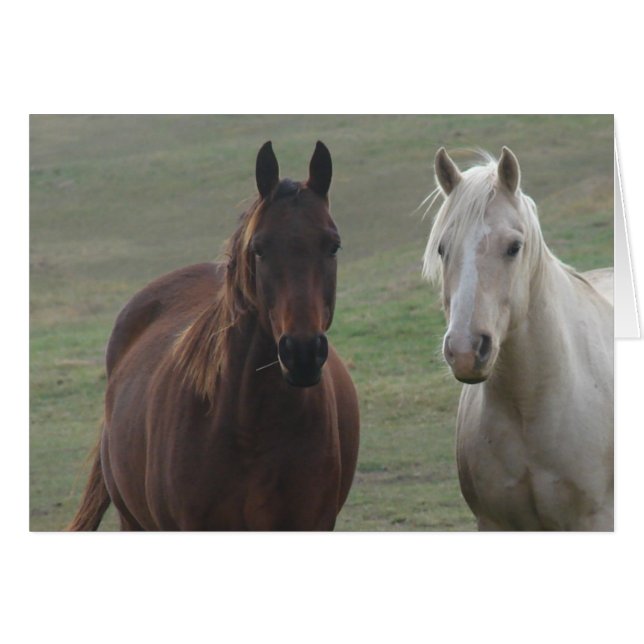 Cartão Cavalos Amigos (Frente Horizontal)