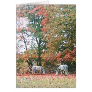 Cartão Cavalos árabes Chas & Chiaro