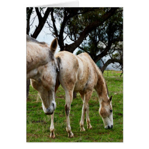 Cartão Cavalos Brancos,_