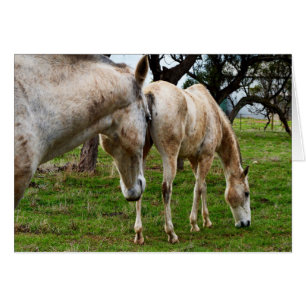 Cartão Cavalos Brancos De Mama