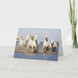 Cartão Cavalos Camargue