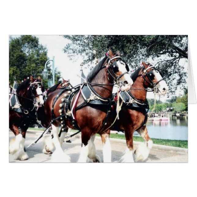 Cartão Cavalos Clydesdale (Frente Horizontal)