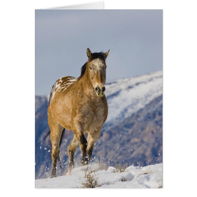 Cartão Cavalos Correndo na Neve (Frente)