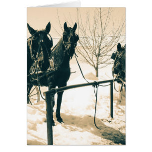 Cartão Cavalos de Amish