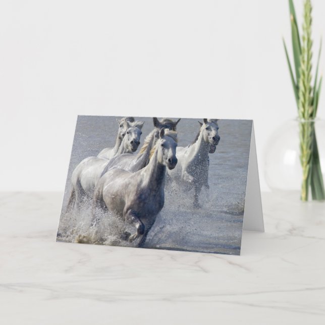 Cartão Cavalos de Camargue que funcionam na região (Frente)