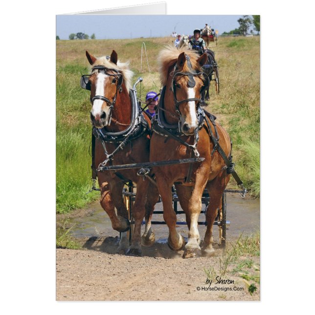 Cartão Cavalos de esboço belgas (Frente)
