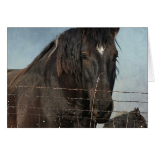 Cartão Cavalos de esboço em um pasto