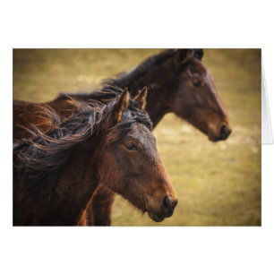 Cartão Cavalos de lado a lado