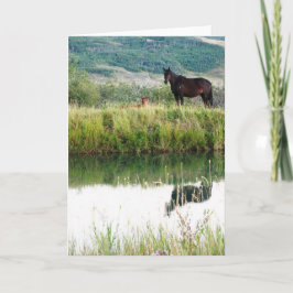 Cartão Cavalos de Montana