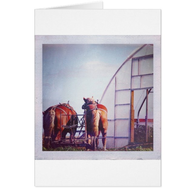 Cartão Cavalos De Rascunho Prontos Para Trabalho (Frente)
