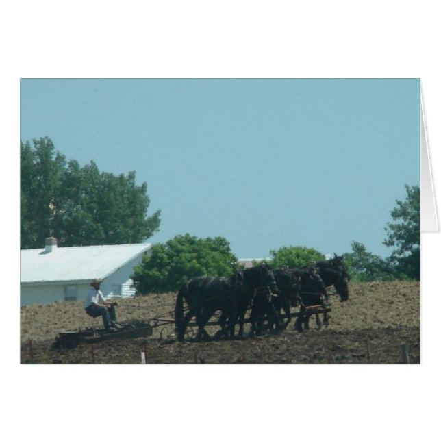 Cartão Cavalos de trabalho (Frente Horizontal)