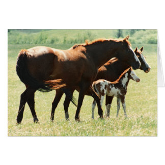 Cartão Cavalos e imagem do potro