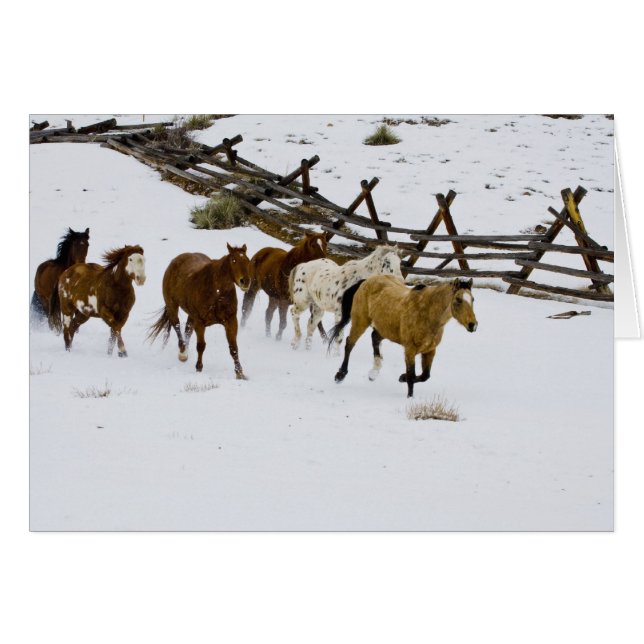 Cartão Cavalos em neve (Frente Horizontal)