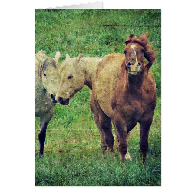 Cartão Cavalos Engraçados (Frente)