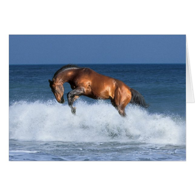 Cartão Cavalos Fantásticos: Selle Francais e Mar (Frente Horizontal)