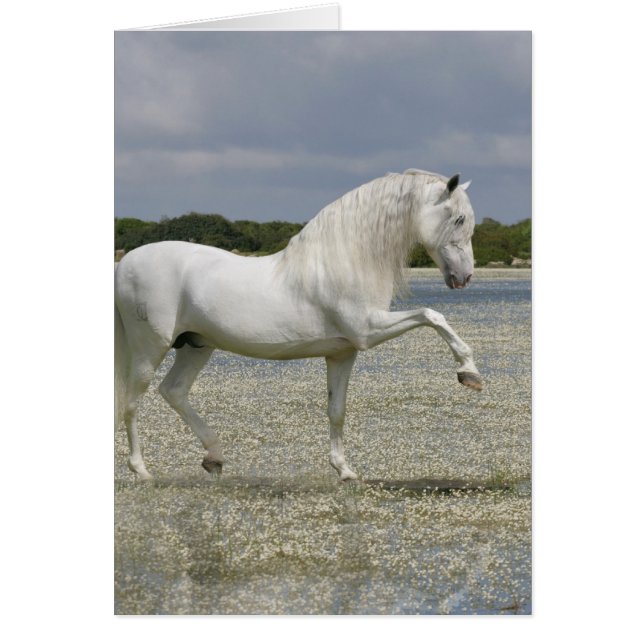 Cartão Cavalos Fantásticos: Senhor do Lago (Frente)