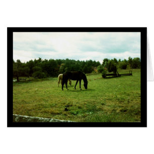 Cartão Cavalos Grazing