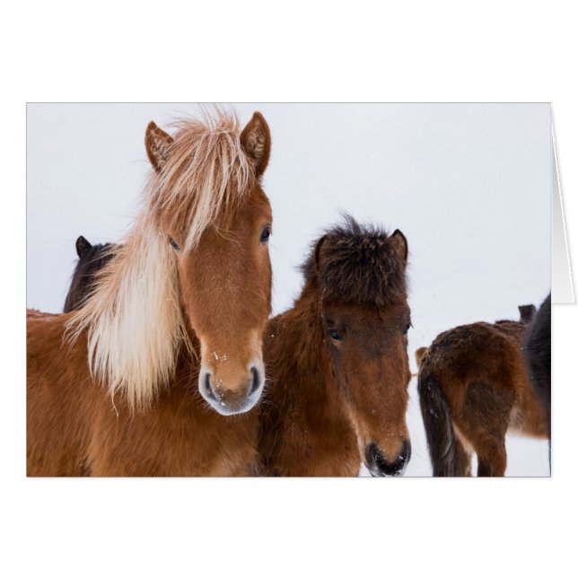 Cartão Cavalos islandeses fofos juntos (Frente Horizontal)