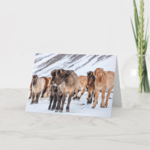 Cartão Cavalos islandeses na pastagem de inverno perto de