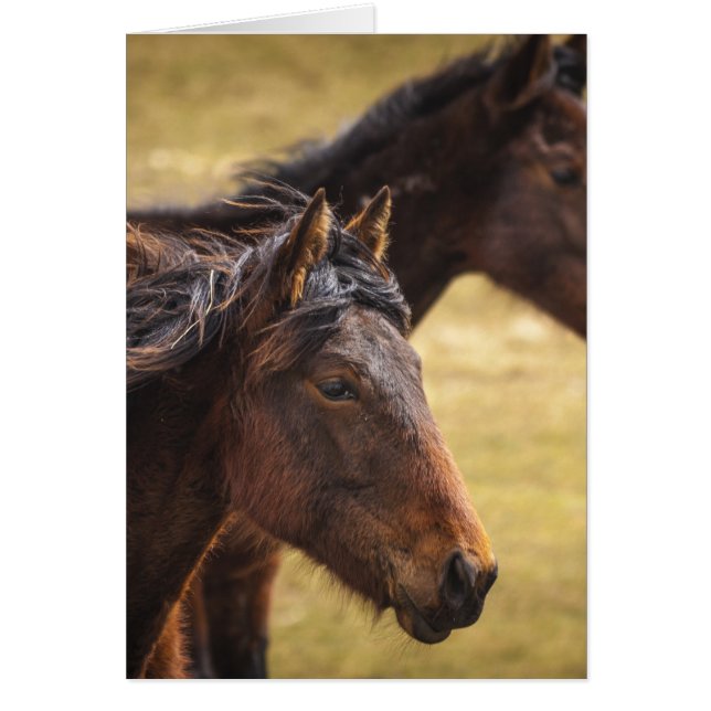 Cartão Cavalos Lados A Lado (Frente)