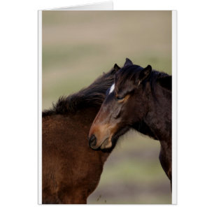 Cartão Cavalos selvagens