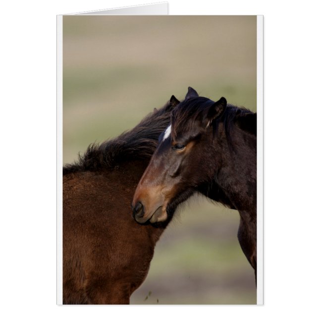 Cartão Cavalos selvagens (Frente)