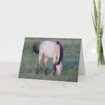 CAVALOS SELVAGENS DE UTAH OURAY