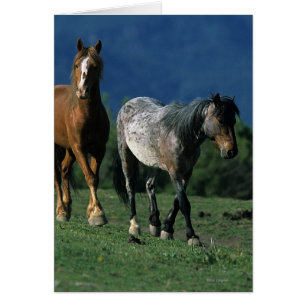 Cartão Cavalos Selvagens Mustang