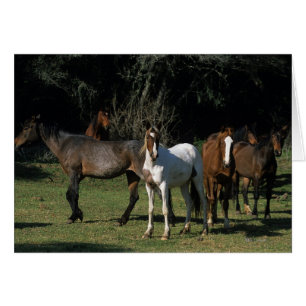 Cartão Cavalos Selvagens Mustang 1