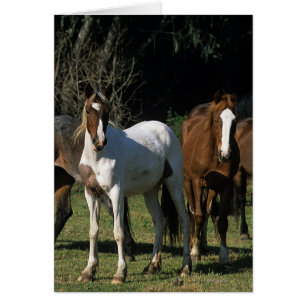 Cartão Cavalos Selvagens Mustang 1