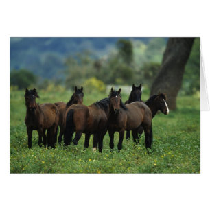 Cartão Cavalos Selvagens Mustang 3