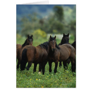 Cartão Cavalos Selvagens Mustang 3