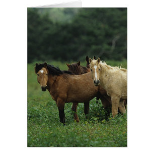 Cartão Cavalos Selvagens Mustang 4