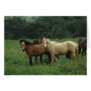 Cartão Cavalos Selvagens Mustang 4