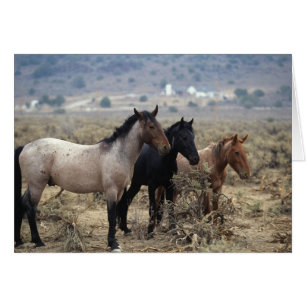 Cartão Cavalos Selvagens Mustang 5