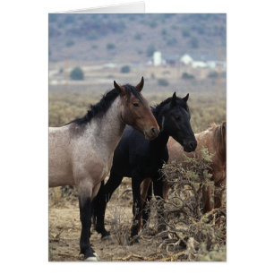 Cartão Cavalos Selvagens Mustang 5