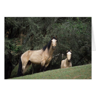 Cartão Cavalos Selvagens Mustang 6