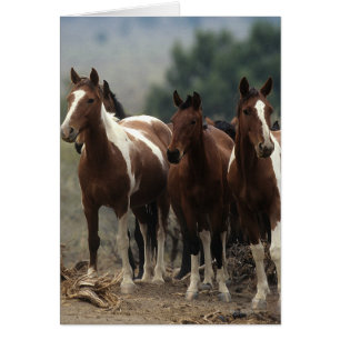 Cartão Cavalos Selvagens Mustang 7