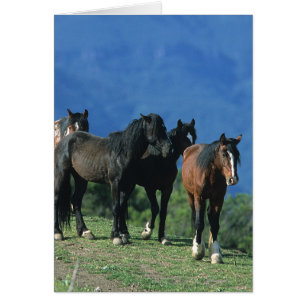 Cartão Cavalos Selvagens Mustang nas Montanhas