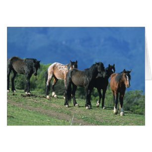 Cartão Cavalos Selvagens Mustang nas Montanhas