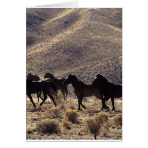 Cartão Cavalos Selvagens Mustang no Deserto 1