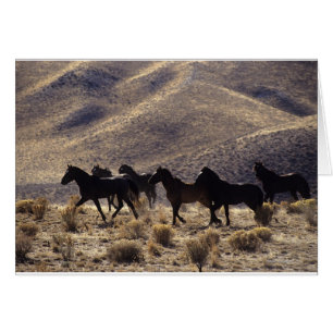 Cartão Cavalos Selvagens Mustang no Deserto 1