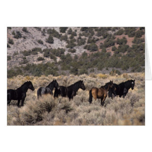 Cartão Cavalos Selvagens Mustang no Deserto 2