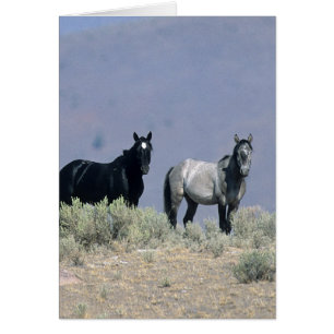 Cartão Cavalos Selvagens Mustang no Deserto 3