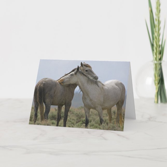 Cartão Cavalos Selvagens Nuzzling (Frente)