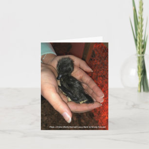 Cartão Cayuga Hatchling