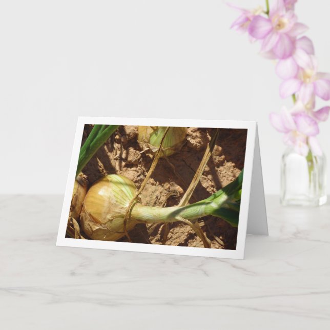 Cartão Cebolas Espanholas em Campo, Fotografia Comida (Orquídea)