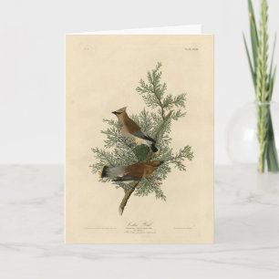 Cartão Cedar Bird, Cedar Waxwing Audubon Birds da América