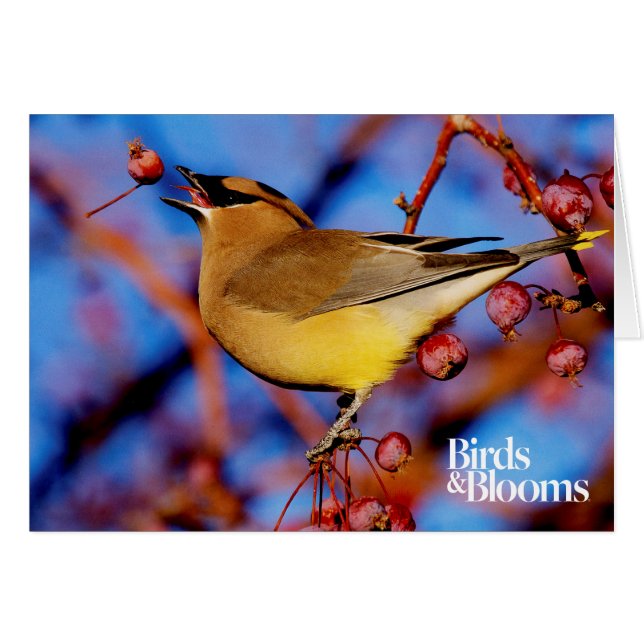 Cartão Cedar Waxwing (Frente horizontal)