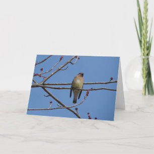 Cartão Cedar Waxwing